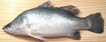 Whole Bhetki for Roast/ Whole Bhetki cleaned